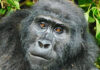 Skull Island Is No Blockbuster like Gorilla Experience Bwindi Mountain Gorilla
