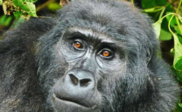 Skull Island Is No Blockbuster like Gorilla Experience Bwindi Mountain Gorilla