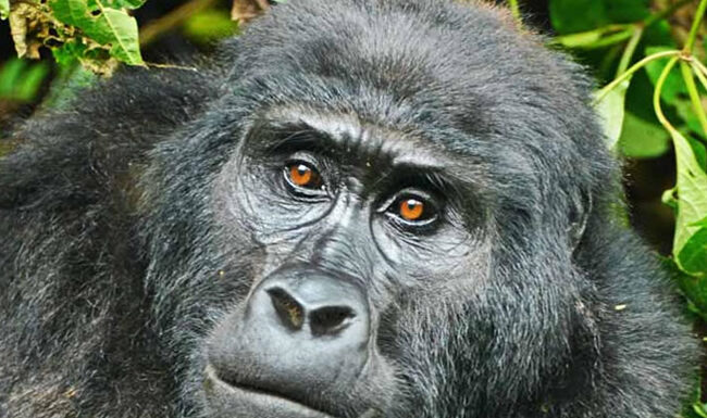 Skull Island Is No Blockbuster like Gorilla Experience Bwindi Mountain Gorilla