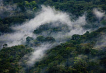 Bwindi Impenetrable Forest