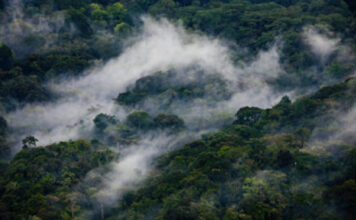 Best 5 Destinations for Primate Safaris in Africa Bwindi Impenetrable Forest