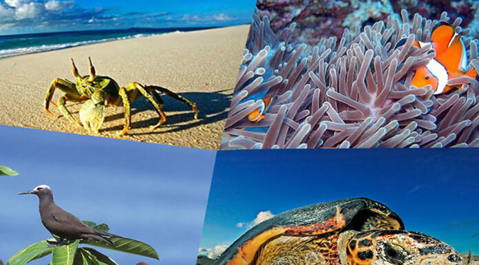 Getting Wild in Seychelles Wild Seychelles