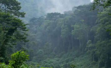 5 Best Nature Walks in Eastern DR Congo Virunga Forests
