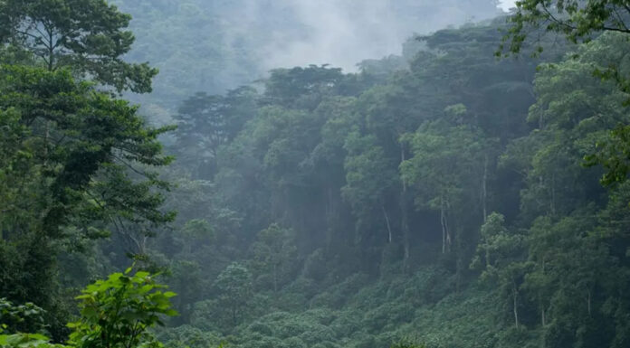 5 Best Nature Walks in Eastern DR Congo Virunga Forests