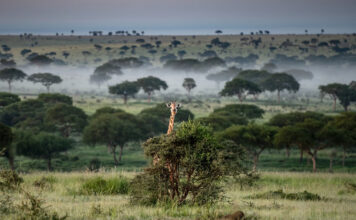 Best 5 National Parks to Visit in Uganda Uganda Wildlife