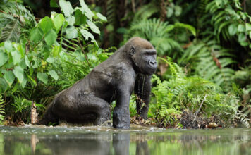 The Loango National Park of Gabon Loango National Park