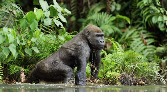 The Loango National Park of Gabon Loango National Park