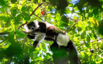 Madagascar: The Best Place to See Lemurs Madagascar Lemurs