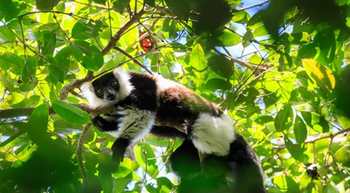 Madagascar: The Best Place to See Lemurs Madagascar Lemurs