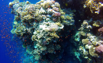 The Ras Mohammed National Park of Egypt Ras Mohammed National Park