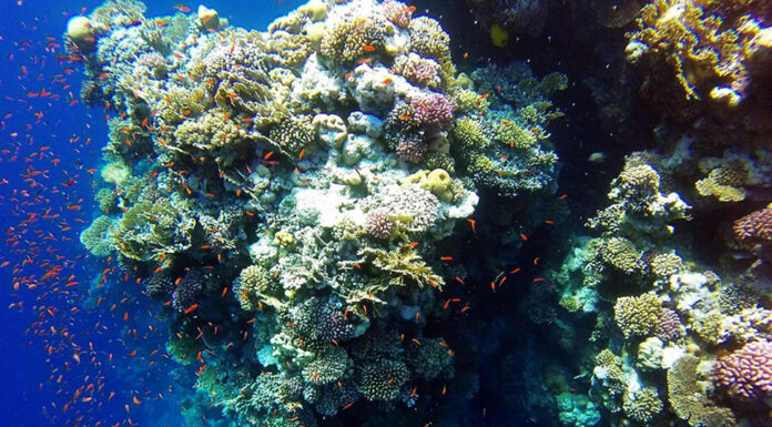 The Ras Mohammed National Park of Egypt Ras Mohammed National Park