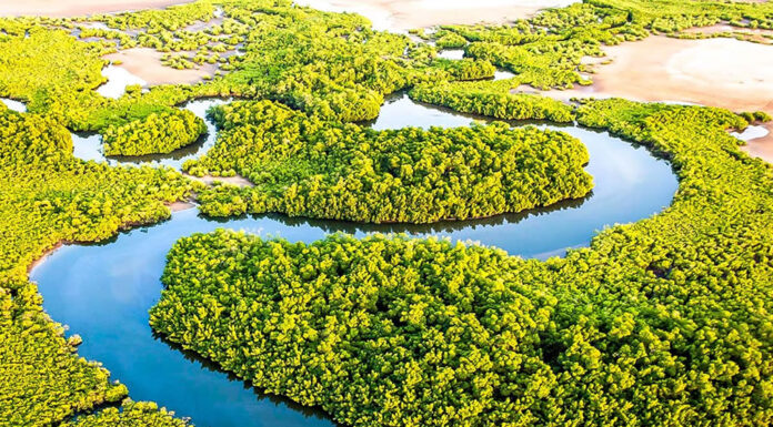 Tour Ecstasies at Sine-Saloum in Senegal Sine Saloum in Senegal
