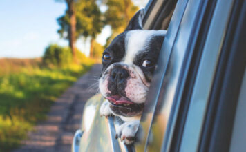 Are Dogs Allowed in Rental Cars in Africa? Are Dogs Allowed in Rental Cars?