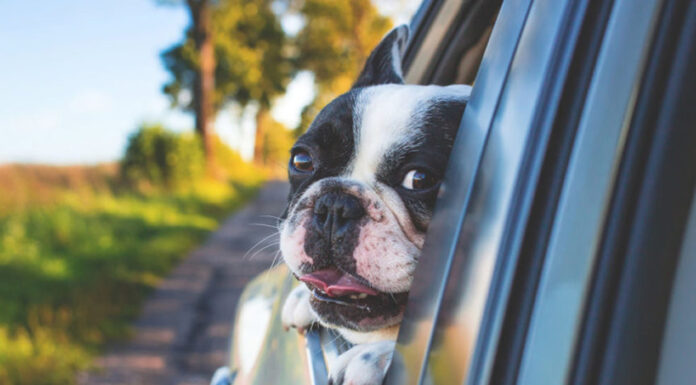 Are Dogs Allowed in Rental Cars in Africa? Are Dogs Allowed in Rental Cars?