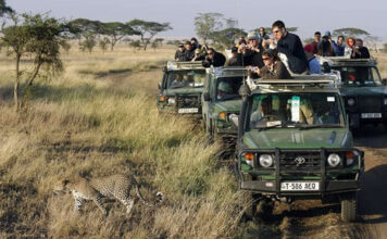Guided Vs Self Drive Tours in East Africa East Africa Safari
