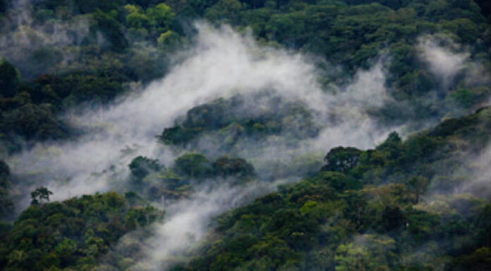 Visiting Bwindi Impenetrable National Park, Uganda Bwindi Ancient Forest
