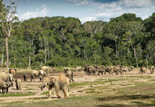 Dzanga Sangha Forest Reserve Dzanga Forest