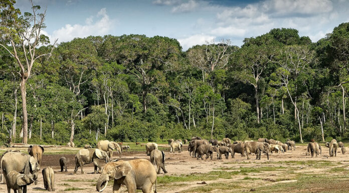 Dzanga Sangha Forest Reserve Dzanga Forest
