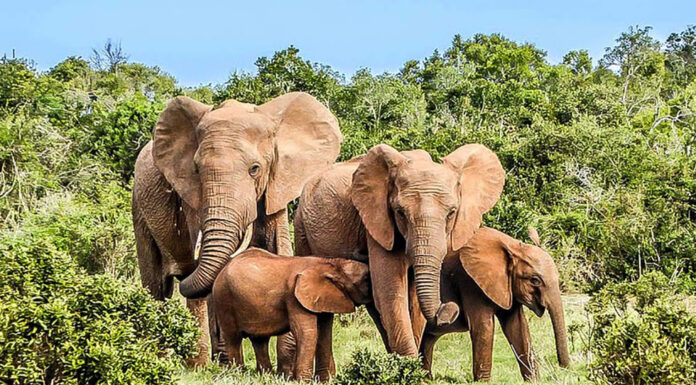 Tours Around Cote d’Ivoire Ivory Coast Tours