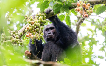 Why Go Chimpanzee Tracking in Rwanda? Nyungwe Chimpanzee