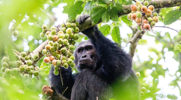 Why Go Chimpanzee Tracking in Rwanda? Nyungwe Chimpanzee