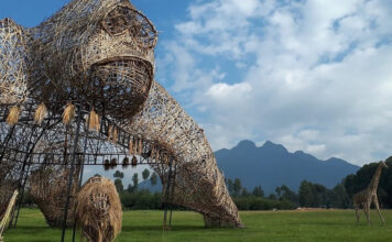 Discover Rwanda: See Gorillas, Primates & Wildlife Rwanda the land of Gorillas