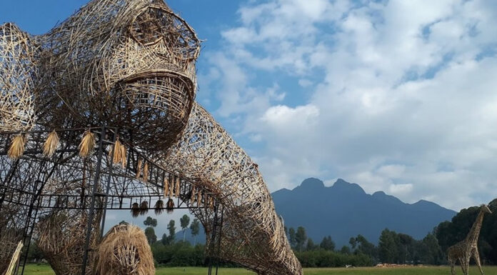 Discover Rwanda: See Gorillas, Primates & Wildlife Rwanda the land of Gorillas