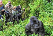 Budget Gorilla Trekking in Uganda and Rwanda Go Gorilla Trekking