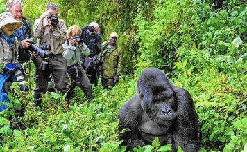Budget Gorilla Trekking in Uganda and Rwanda Go Gorilla Trekking