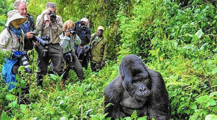 Budget Gorilla Trekking in Uganda and Rwanda Go Gorilla Trekking