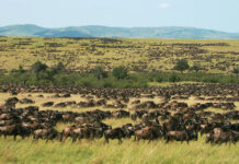 Experience Masai Mara & Serengeti on Safari Maasai Mara Wildlife