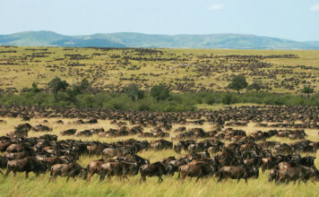 Masai Mara or Serengeti for Wildebeest Migration Masai Mara Wildlife