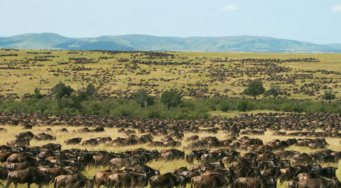 Masai Mara or Serengeti for Wildebeest Migration Masai Mara Wildlife
