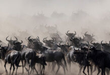 The Wildebeest Migration Explained: When, Where and Why Wildebeest Migration