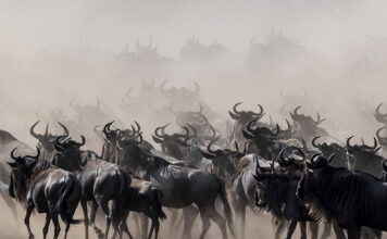 The Wildebeest Migration Explained: When, Where and Why Wildebeest Migration
