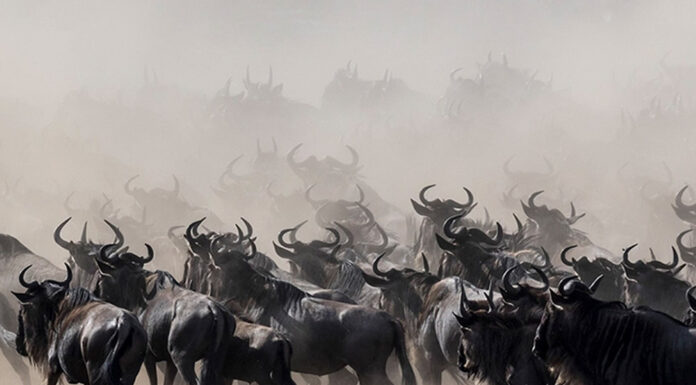 The Wildebeest Migration Explained: When, Where and Why Wildebeest Migration