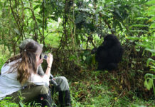 Where to Go for Gorilla Tracking in 2025 Gorilla Trekking