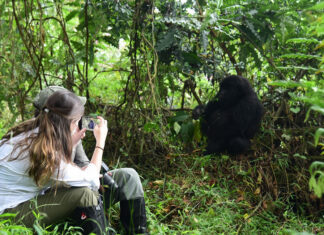 Where to Go for Gorilla Tracking in 2025 Gorilla Trekking