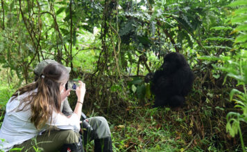 Where to Go for Gorilla Tracking in 2025 Gorilla Trekking
