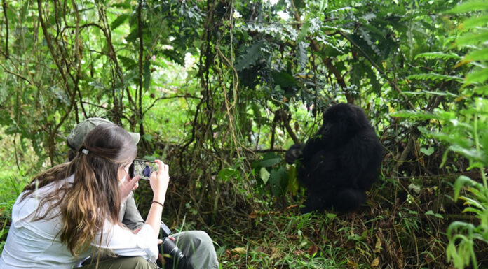 Where to Go for Gorilla Tracking in 2025 Gorilla Trekking