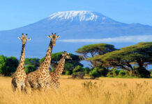 From Summit to Savannah: Safari in East Africa’s Best Wildlife Parks Kilimanjaro Safari