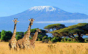 From Summit to Savannah: Safari in East Africa’s Best Wildlife Parks Kilimanjaro Safari