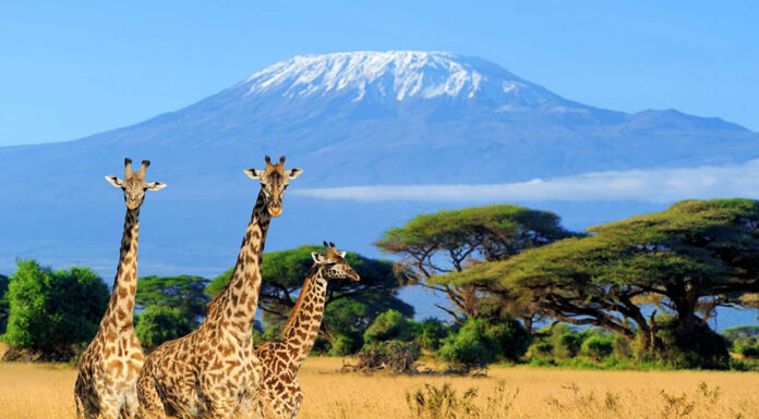 From Summit to Savannah: Safari in East Africa’s Best Wildlife Parks Kilimanjaro Safari
