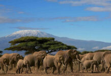 Make the Most Out Of Your Self-Drive Safari in Kenya Kenya Safari