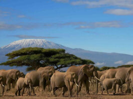 Make the Most Out Of Your Self-Drive Safari in Kenya Kenya Safari