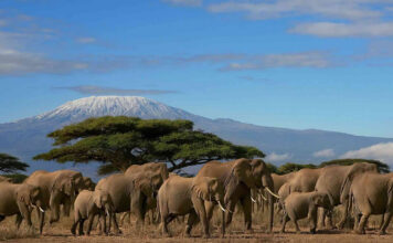 Make the Most Out Of Your Self-Drive Safari in Kenya Kenya Safari