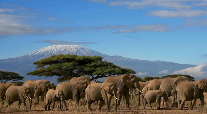 Make the Most Out Of Your Self-Drive Safari in Kenya Kenya Safari