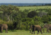 Visit Uganda, The Pearl of Africa Ugandan Elephants