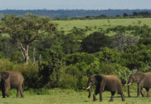 Visit Uganda, The Pearl of Africa Ugandan Elephants