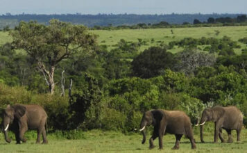 Visit Uganda, The Pearl of Africa Ugandan Elephants